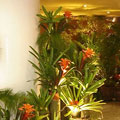 Paisagismo para evento no Windsor Hotel